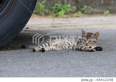 タイヤの前の日陰で横になるキジトラの子猫 64412248