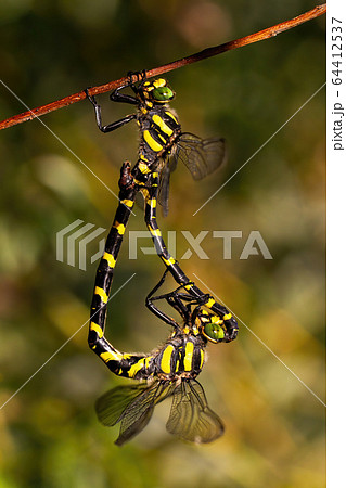 Pair of golden ringed dragonfly mating in sunlight Pair of golden ringed dragonfly mating in sunlight 64412537