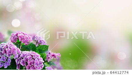violet hortenzia flower violet hortenzia flower 64412774
