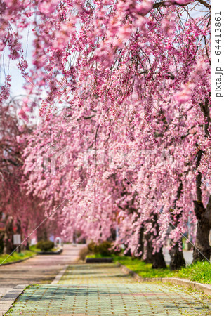 日中線のしだれ桜　福島県喜多方市 64413861