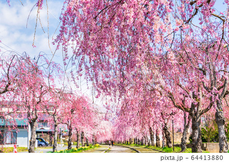 日中線のしだれ桜　福島県喜多方市 64413880