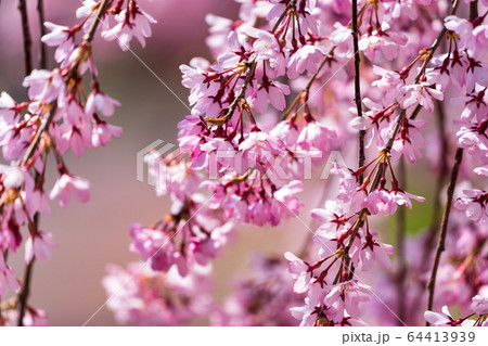 日中線のしだれ桜 福島県喜多方市 日中線のしだれ桜 福島県喜多方市 64413939