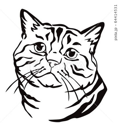 Decorative portrait of Cat 2 Decorative portrait of Cat 2 64414531