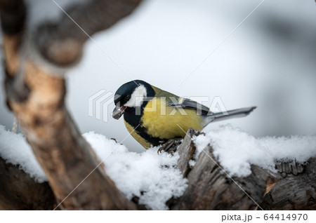 Bird Tit in forest, snowflakes and nice lichen 64414970