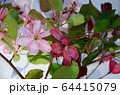 Pink flowers of apple tree lie on white background 64415079