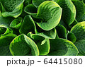 Hosta blooming leaves in early summer 64415080