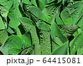 Hosta blooming leaves in summer 64415081