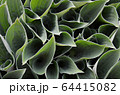 Hosta blooming leaves 64415082