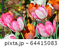 Colorful spring tulip flowers 64415083