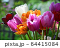 Colorful spring tulip flowers bouquet 64415084
