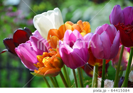 Colorful spring tulip flowers bouquet 64415084