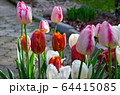 Colorful spring tulip flowers in garden 64415085