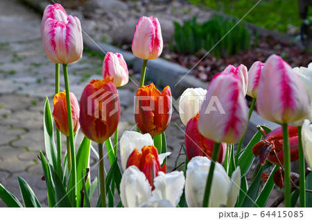 Colorful spring tulip flowers in garden 64415085