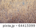 Tree branches background 64415099