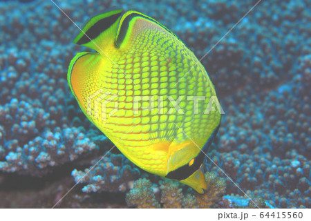 チョウチョウウオ チョウチョウウオ 64415560