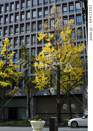 大阪・黄葉する銀杏のある街並み 大阪・黄葉する銀杏のある街並み 64415561
