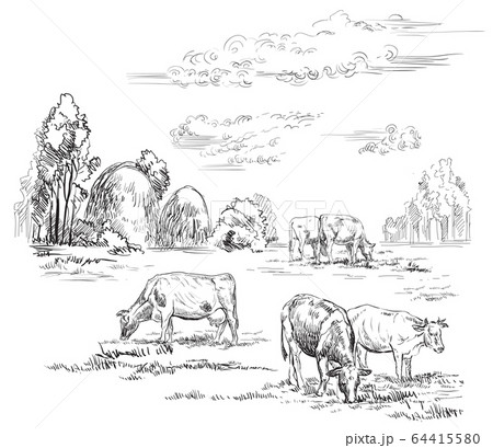 Vector hand drawing cows2 Vector hand drawing cows2 64415580