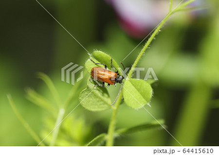 キバネニセハムシハナカミキリ 64415610