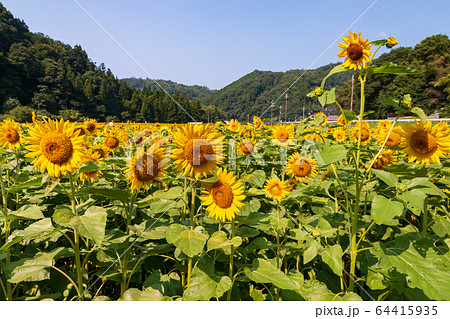南光ひまわり畑　晴天のひまわり　夏イメージ 64415935
