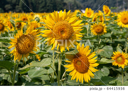 南光ひまわり畑 晴天のひまわり 夏イメージ 南光ひまわり畑 晴天のひまわり 夏イメージ 64415936
