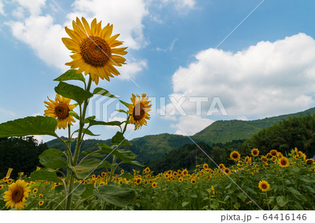 南光ひまわり畑 晴天のひまわり 夏イメージ 南光ひまわり畑 晴天のひまわり 夏イメージ 64416146
