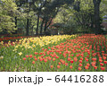横浜公園（横浜市中区） 64416288