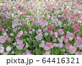 横浜公園（横浜市中区） 64416321