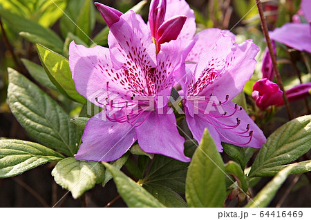 花 春の花 植物 64416469