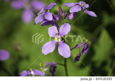 ダイコンバナ（別名「オオアラセイトウ（大紫羅欄花）、「ショカッサイ（諸葛菜）」とか「ハナダイコン（花 64416495