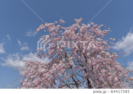 満開のしだれ桜 満開のしだれ桜 64417385