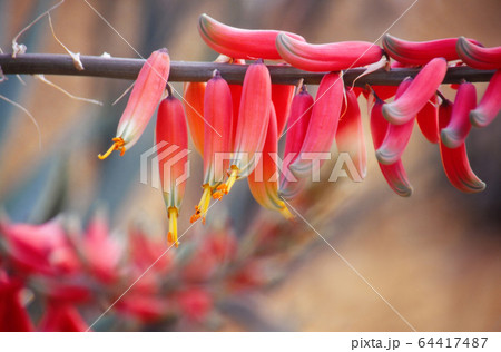 ガステリアの花 64417487