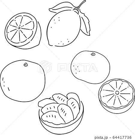 柑橘系の果物 白黒 のイラスト素材