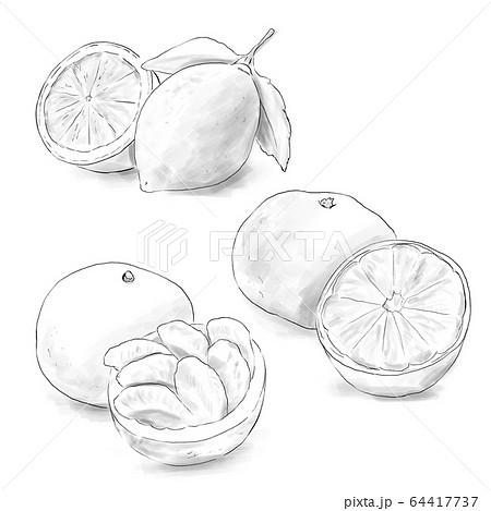 柑橘系の果物 白黒 のイラスト素材