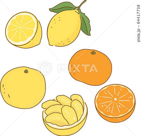 柑橘系の果物 カラー のイラスト素材