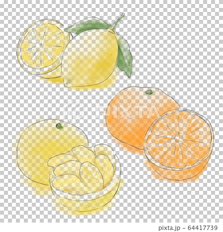 柑橘系の果物 カラー のイラスト素材