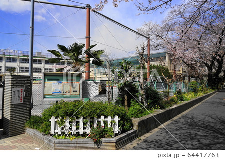 中野区立新井小学校・閉校05桜と通学路 中野区立新井小学校・閉校05桜と通学路 64417763