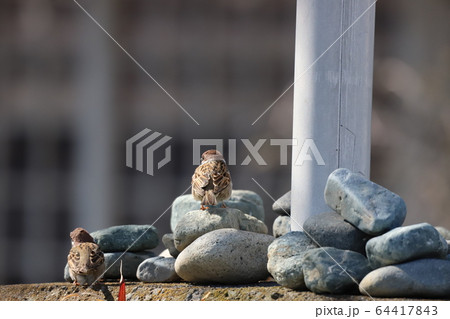 ぼーっと 64417843