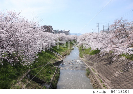 奈良市佐保川の桜並木 64418102