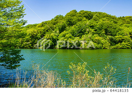 世界遺産白神山地の初夏　新緑の十二湖　落口の池 64418135