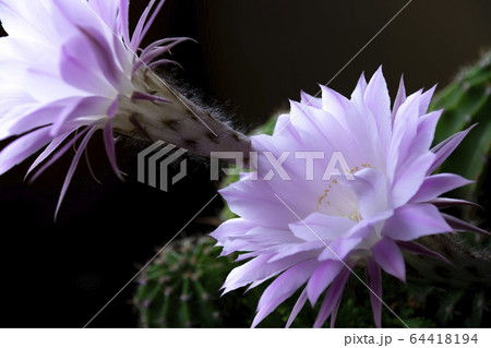 サボテンの花 64418194