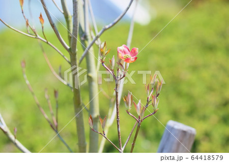 ハナミズキの花 ハナミズキの花 64418579