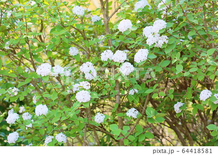 ビバーナムの花　ダイアナ 64418581