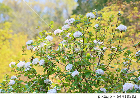 ビバーナムの花 ダイアナ ビバーナムの花 ダイアナ 64418582