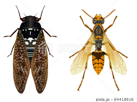 セグロアシナガバチとアブラゼミ 64418616