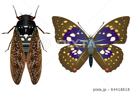 オオムラサキとアブラゼミ オオムラサキとアブラゼミ 64418618