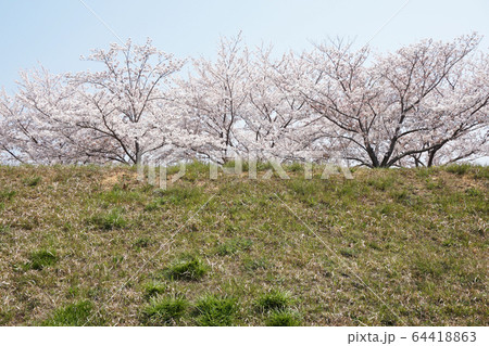 桜 64418863