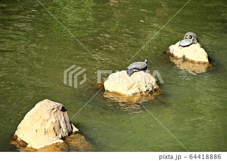目黒川の生き物 目黒川の生き物 64418886