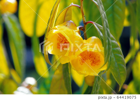 キンカチャ キンカチャ 64419075