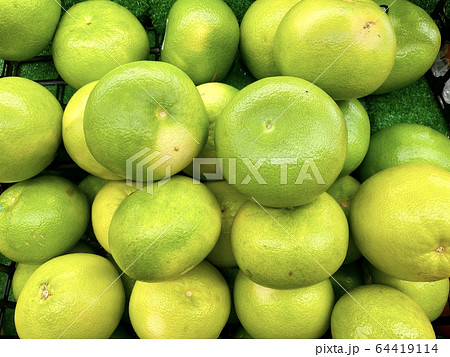 スウィーティー スウィーティー 64419114