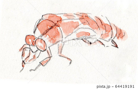 蝉の抜け殻(手描きイラスト) 蝉の抜け殻(手描きイラスト) 64419191